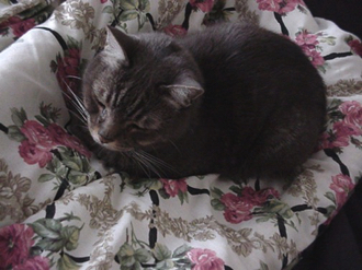 Flea Biscuit in his bed